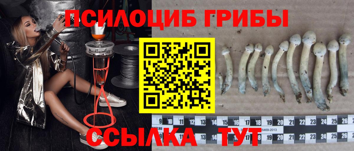 Галлюциногенные грибы Psilocybe Александров